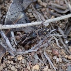 Zodariidae (family) at Dunlop, ACT - 11 Nov 2019 05:52 PM