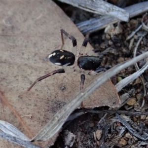 Zodariidae (family) at Dunlop, ACT - 11 Nov 2019 05:52 PM