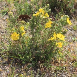 Hibbertia sp. at Gundaroo, NSW - 15 Nov 2019