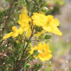 Hibbertia sp. at Gundaroo, NSW - 15 Nov 2019