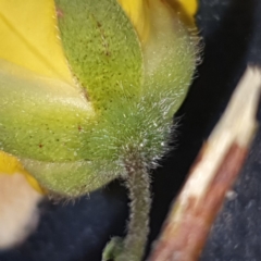 Hibbertia sp. at Gundaroo, NSW - 15 Nov 2019 09:39 AM