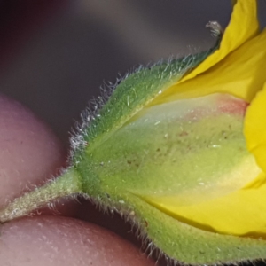 Hibbertia sp. at Gundaroo, NSW - 15 Nov 2019 09:39 AM