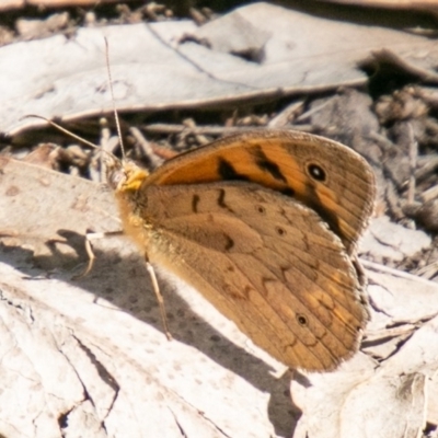 Heteronympha merope (Common Brown Butterfly) at Chapman, ACT - 14 Nov 2019 by SWishart