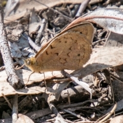 Heteronympha merope at Chapman, ACT - 14 Nov 2019