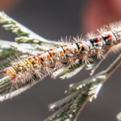 Acyphas semiochrea (Omnivorous Tussock Moth) at Chapman, ACT - 14 Nov 2019 by SWishart