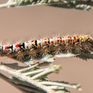 Acyphas semiochrea at Chapman, ACT - 14 Nov 2019