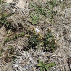 Gamochaeta purpurea (Purple Cudweed) at Dunlop, ACT - 15 Nov 2019 by MattM