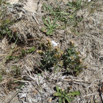 Gamochaeta purpurea (Purple Cudweed) at Dunlop Grasslands - 15 Nov 2019 by MattM