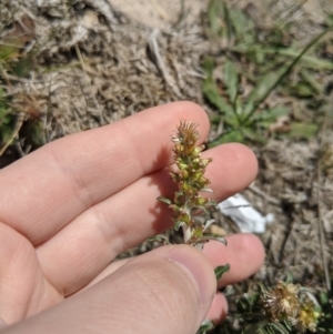 Gamochaeta purpurea at Dunlop Grasslands - 15 Nov 2019