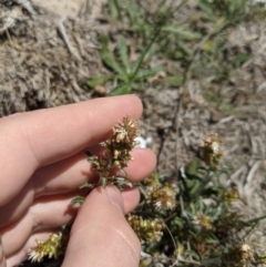 Gamochaeta purpurea at Dunlop Grasslands - 15 Nov 2019