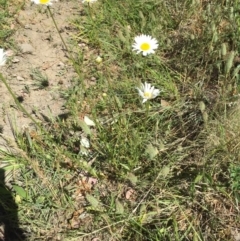 Leucanthemum vulgare (Ox-eye Daisy) at Campbell, ACT - 15 Nov 2019 by forest17178