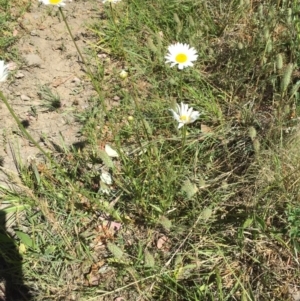 Leucanthemum vulgare at Campbell, ACT - 15 Nov 2019 03:21 PM