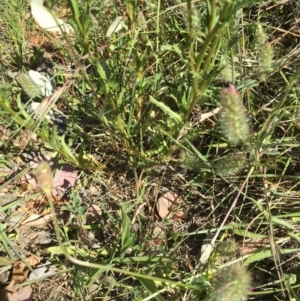 Leucanthemum vulgare at Campbell, ACT - 15 Nov 2019 03:21 PM