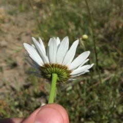 Leucanthemum vulgare at Campbell, ACT - 15 Nov 2019 03:21 PM