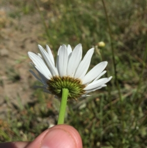 Leucanthemum vulgare at Campbell, ACT - 15 Nov 2019 03:21 PM