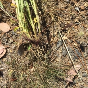 Leucanthemum vulgare at Campbell, ACT - 15 Nov 2019 03:21 PM