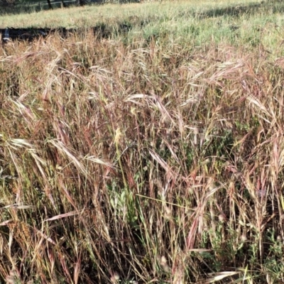 Bromus diandrus (Great Brome) at Mount Painter - 11 Nov 2019 by CathB