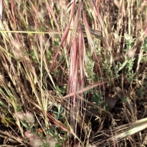 Bromus diandrus at Cook, ACT - 11 Nov 2019 06:17 PM