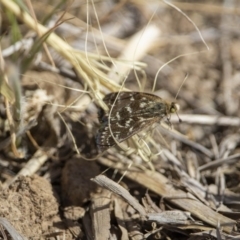 Synemon plana (Golden Sun Moth) at Murrumbateman, NSW - 15 Nov 2019 by jesskbarra