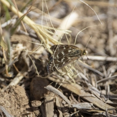 Synemon plana (Golden Sun Moth) at Murrumbateman, NSW - 15 Nov 2019 by jesskbarra