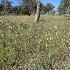 Briza maxima (Quaking Grass, Blowfly Grass) at Cook, ACT - 11 Nov 2019 by CathB