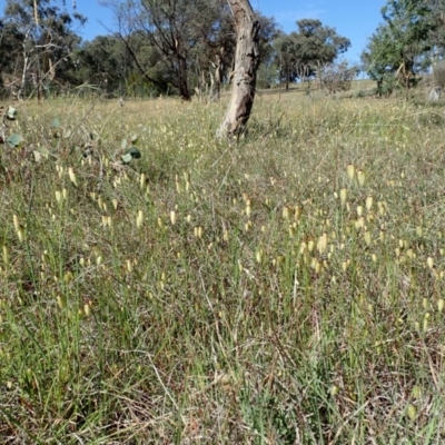 Briza maxima (Quaking Grass, Blowfly Grass) at Mount Painter - 11 Nov 2019 by CathB