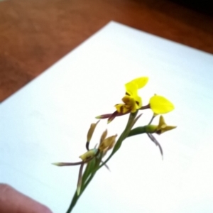 Diuris sulphurea at Boxers Creek, NSW - 28 Oct 2019