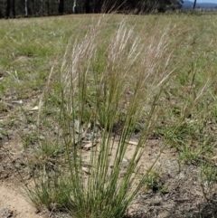 Austrostipa scabra (Corkscrew Grass, Slender Speargrass) at Cook, ACT - 5 Nov 2019 by CathB