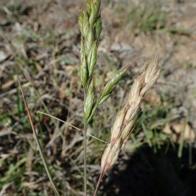 Bromus hordeaceus (A Soft Brome) at Mount Painter - 11 Nov 2019 by CathB