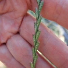 Lolium perenne (Perennial Ryegrass) at Mount Painter - 11 Nov 2019 by CathB