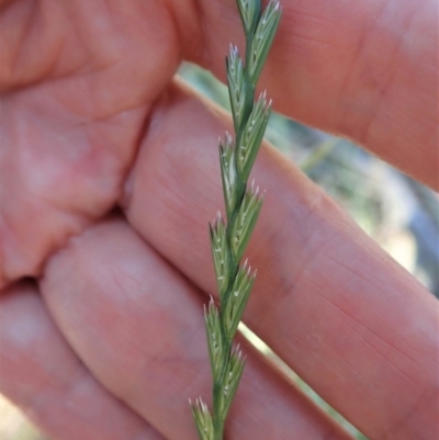 Lolium perenne (Perennial Ryegrass) at Cook, ACT - 11 Nov 2019 by CathB