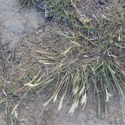 Rytidosperma sp. (Wallaby Grass) at Mount Painter - 5 Nov 2019 by CathB