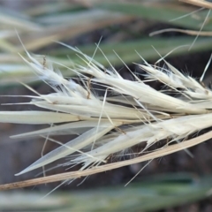 Rytidosperma sp. at Dunlop, ACT - 5 Nov 2019