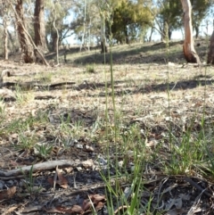 Festuca arundinacea (Tall Fescue) at Mount Painter - 11 Nov 2019 by CathB