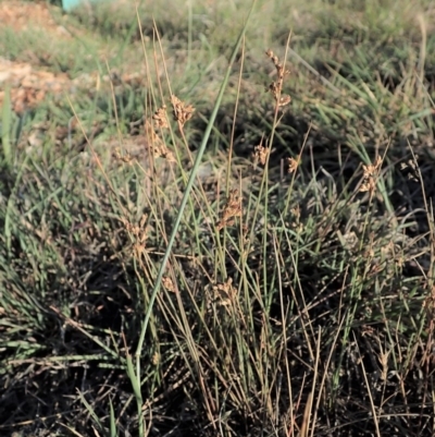 Juncus subsecundus (Finger Rush) at Mount Painter - 11 Nov 2019 by CathB