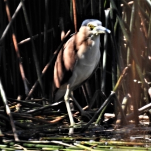 Nycticorax caledonicus at Bruce, ACT - 15 Nov 2019