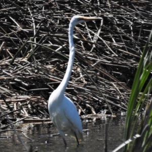 Ardea alba at Bruce, ACT - 15 Nov 2019 02:23 PM