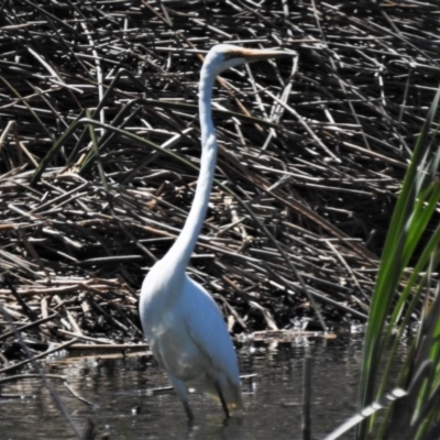 Ardea alba (Great Egret) at Bruce, ACT - 15 Nov 2019 by JohnBundock