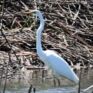 Ardea alba at Bruce, ACT - 15 Nov 2019