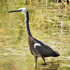 Egretta novaehollandiae (White-faced Heron) at Bruce Ponds - 15 Nov 2019 by JohnBundock