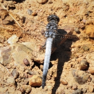 Orthetrum caledonicum (Blue Skimmer) at Bruce Ponds - 15 Nov 2019 by JohnBundock