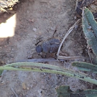 Onthophagus granulatus (Small brown dung beetle) at Cook, ACT - 11 Nov 2019 by CathB