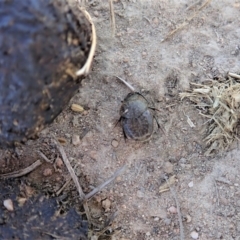 Onthophagus granulatus at Cook, ACT - 11 Nov 2019