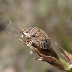 Kapunda troughtoni (Shield bug) at Mount Painter - 11 Nov 2019 by CathB