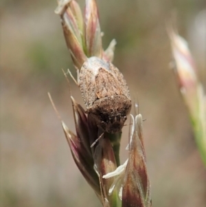 Kapunda troughtoni at Cook, ACT - 11 Nov 2019