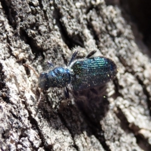 Phlogistus sp. (genus) at Symonston, ACT - 31 Oct 2019