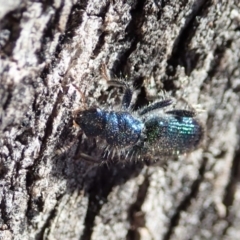 Phlogistus sp. (genus) at Symonston, ACT - 31 Oct 2019