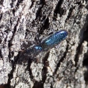 Phlogistus sp. (genus) at Symonston, ACT - 31 Oct 2019