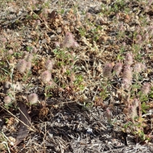 Trifolium arvense var. arvense at Cook, ACT - 13 Nov 2019 05:07 PM