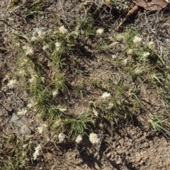 Rytidosperma carphoides (Short Wallaby Grass) at Mount Painter - 13 Nov 2019 by CathB